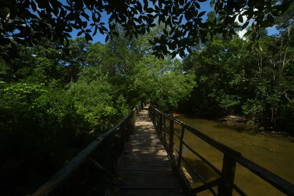 wooden bridge between mangroves