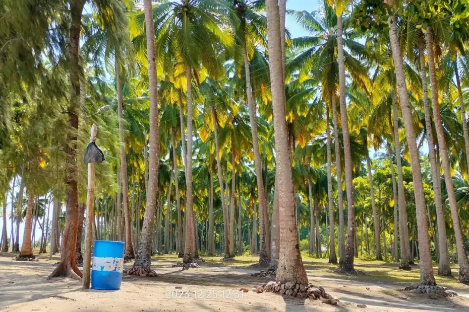 A beach named Raman Bagicha with many coconut trees