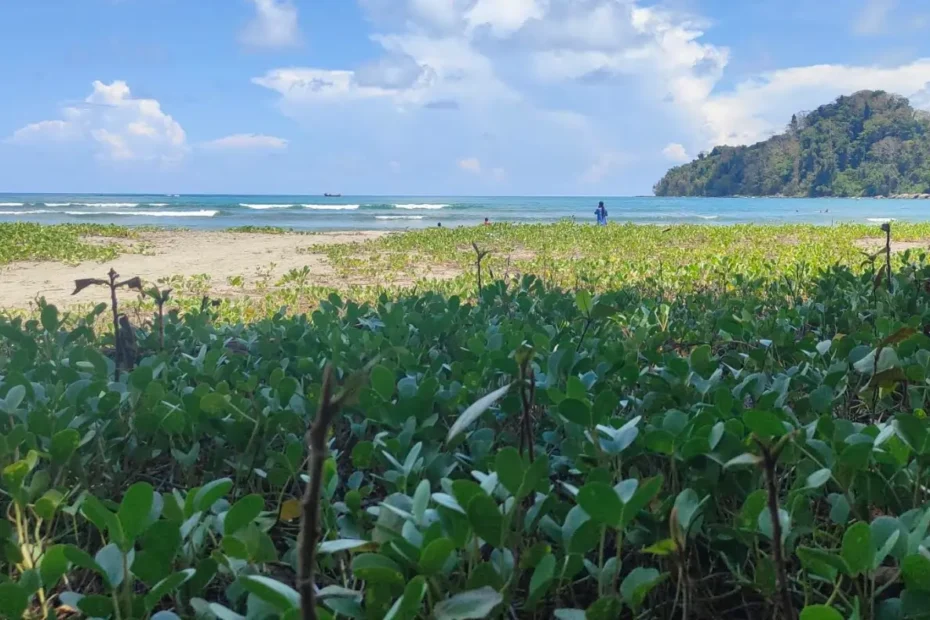 A beach in Kalipur, Diglipur in the Andaman Islands